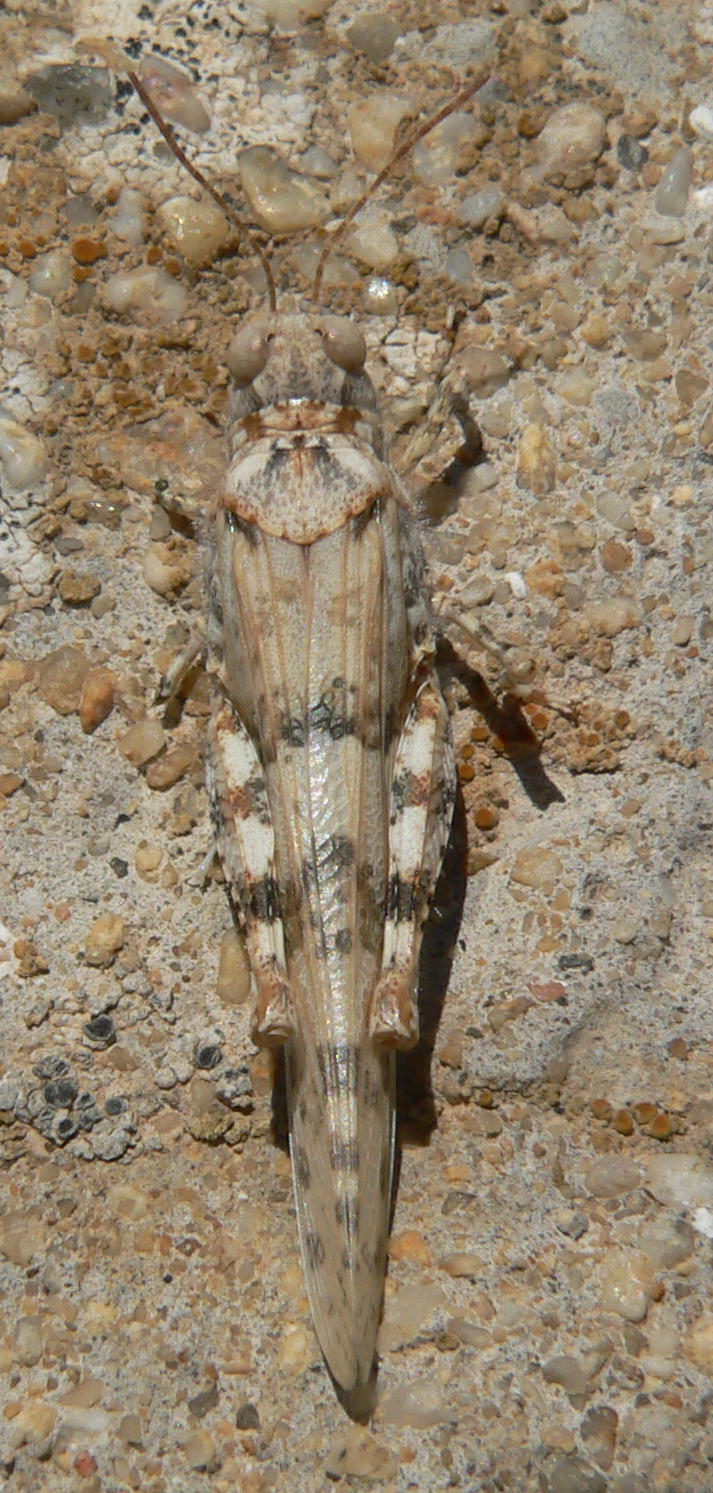 Sphingonotus sp.